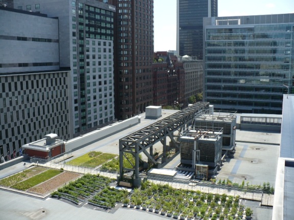 Toronto la première ville en Amérique de Nord à exiger des toits verts