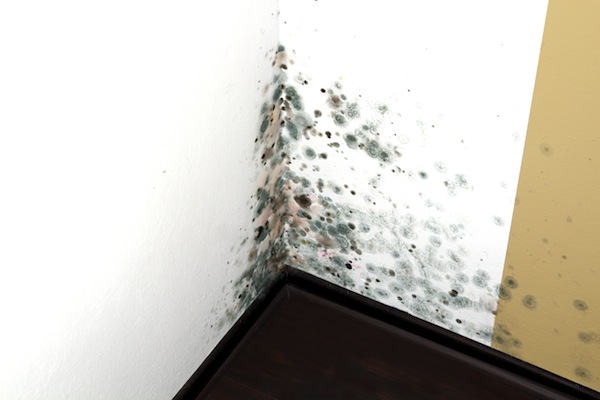Dites adieu à l'humidité dans votre logement!