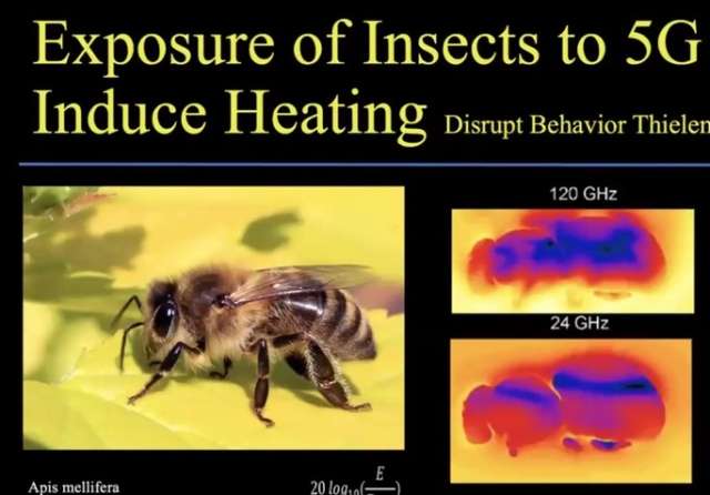 L'effondrement des colonies d'abeilles lié aux pesticides et aux ondes
