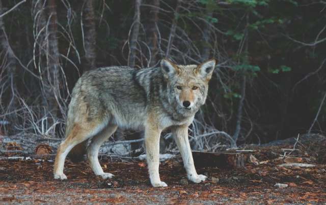 Vie sauvage et biodiversit&eacute; : en voie de disparition par les tours cellulaires sur terre et dans l'espace?