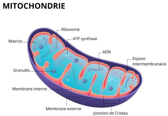 L&rsquo;&eacute;lectrosmog nourrirait l&rsquo;&eacute;pid&eacute;mie de diab&egrave;te