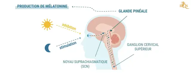 La 5G pourrait-elle favoriser le cancer ? (r&eacute;serv&eacute;)